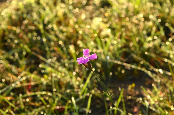çimenlerin üzerinde çiğ içinde güzel parlak çiçek