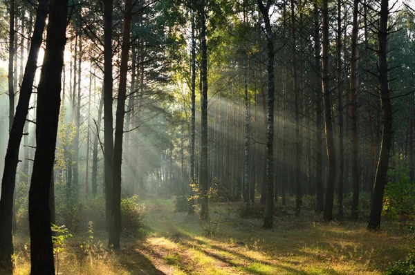 sabah güneş ışığı sisin içinde çam ormanı