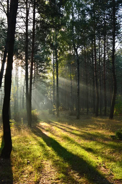 sabah güneş ışığı sisin içinde çam ormanı