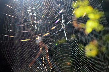 Güzel güneş ışığında web örümcek ile