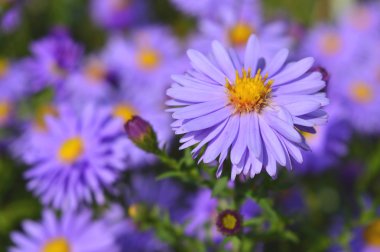 Bahçede çiçek açan mor güzel aster
