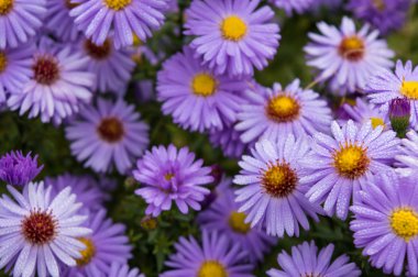 Bahçede çiçek açan mor güzel aster