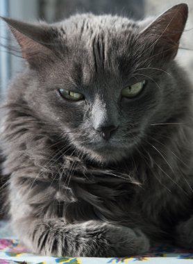 Yeşil gözlü tüylü gri kedi