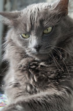 Yeşil gözlü tüylü gri kedi