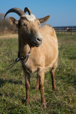 Mutlu keçi kahverengi