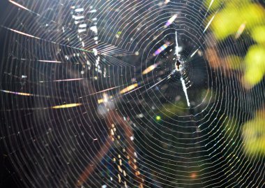 güneş ışığında web örümcek ile