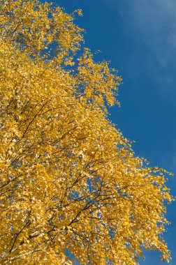 yeşil sarı yapraklar sonbaharda ile huş ağacı
