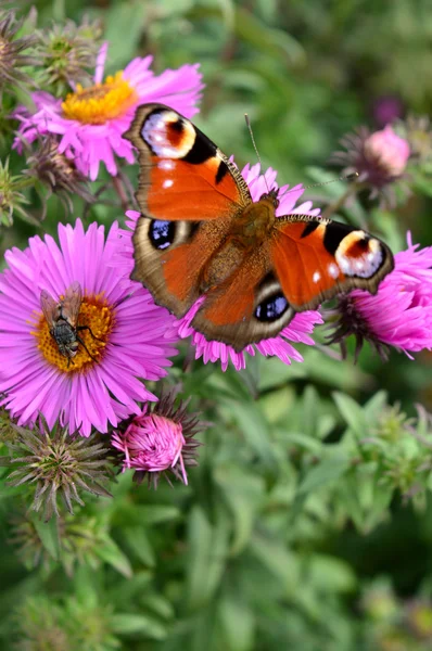 Aster üzerinde Kelebek