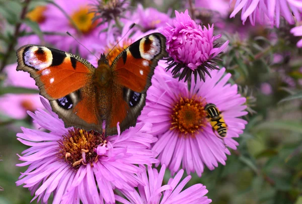 Aster üzerinde Kelebek