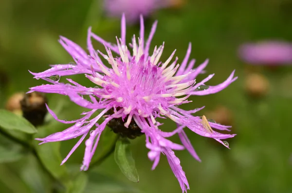 çimenlerin üzerinde çiğ içinde güzel parlak çiçek
