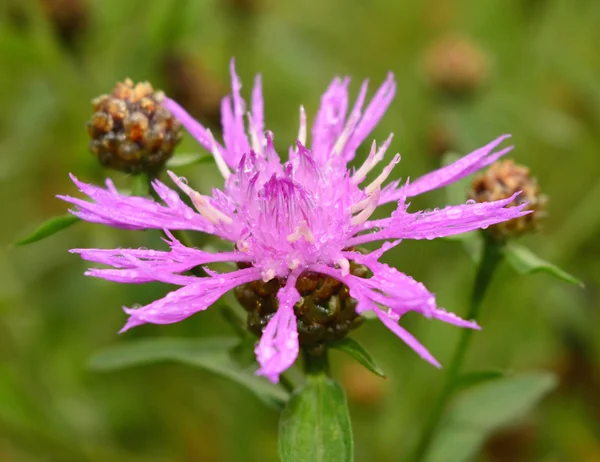 çimenlerin üzerinde çiğ içinde güzel parlak çiçek