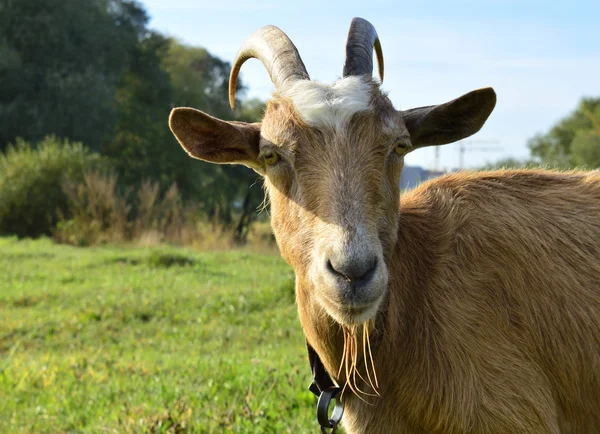 Mutlu keçi kahverengi