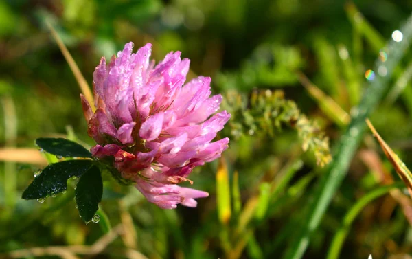çimenlerin üzerinde çiğ içinde güzel parlak çiçek