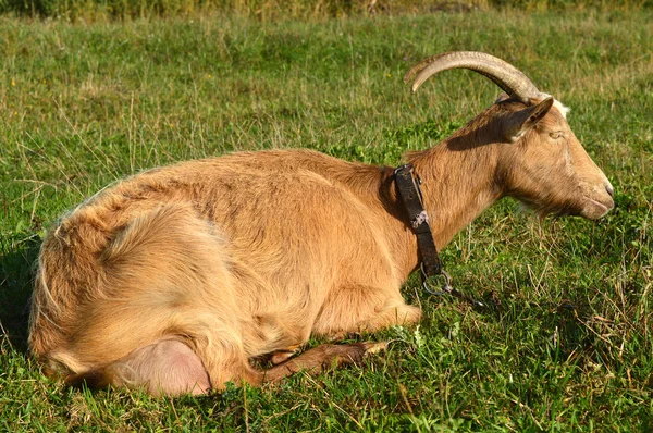 Mutlu keçi kahverengi