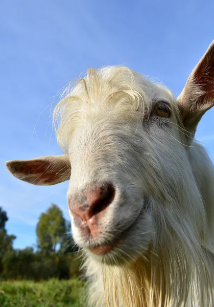 Happy Goat white — Stock Photo, Image