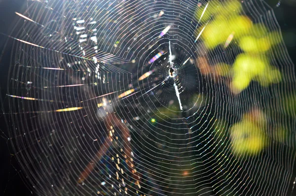 Güzel güneş ışığında web örümcek ile