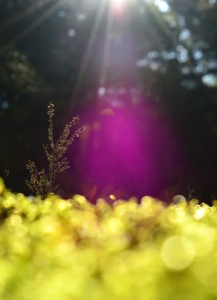 Muschio verde in una pineta. la luce del sole — Foto Stock