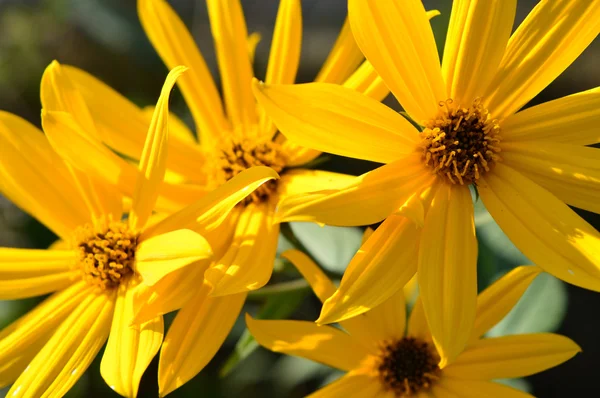 Bel fiore giallo foglie verdi in giardino — Foto Stock