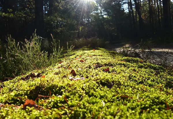 bir çam ormanının yeşil yosun. güneş ışığı