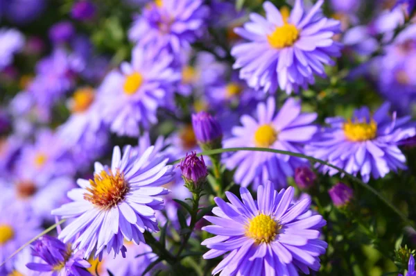 Violet mooie aster bloeien in de tuin — Stockfoto