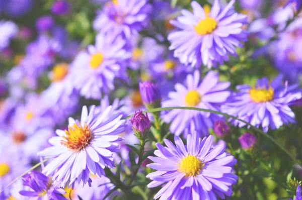 Violetta bella aster fioritura in giardino — Foto Stock
