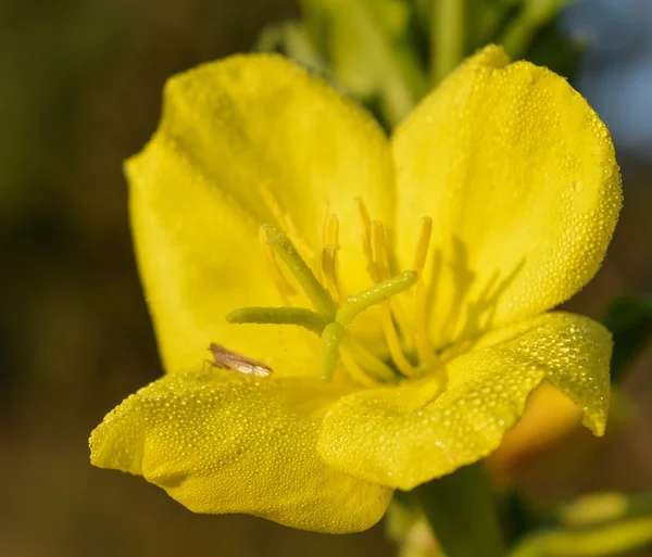 bahçede güzel sarı çiçek yeşil yaprakları