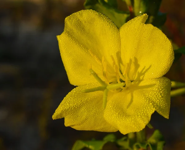bahçede güzel sarı çiçek yeşil yaprakları