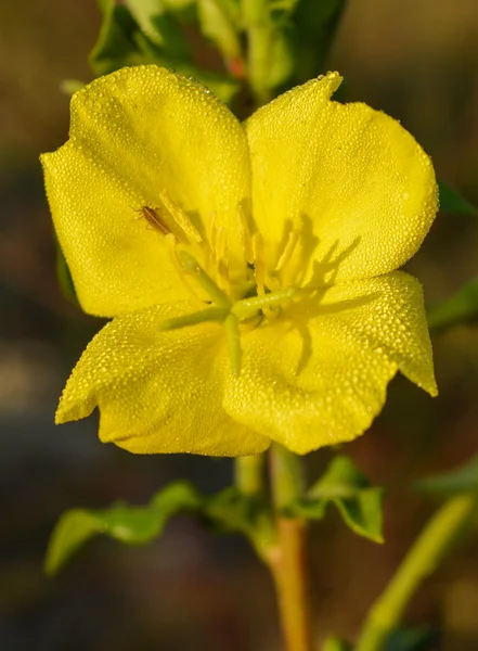 Bahçede güzel sarı çiçek yeşil yaprakları — Stok fotoğraf
