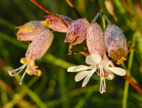 çimenlerin üzerinde çiğ içinde güzel parlak çiçek