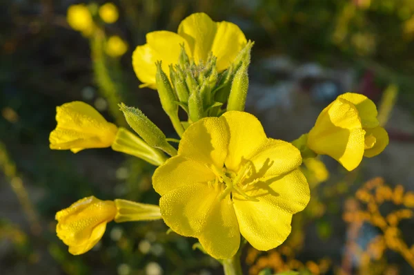 bahçede güzel sarı çiçek yeşil yaprakları