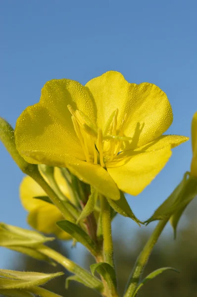 bahçede güzel sarı çiçek yeşil yaprakları