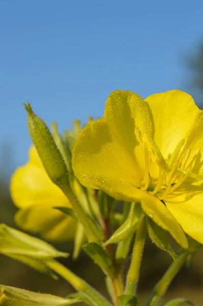 Красивый желтый цветок зеленые листья в саду — стоковое фото