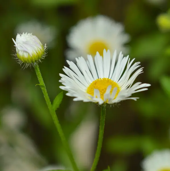Fiori bianchi ed erba verde in giardino — Foto Stock