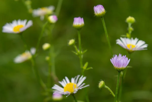 beyaz çiçek ve Bahçe yeşil çim