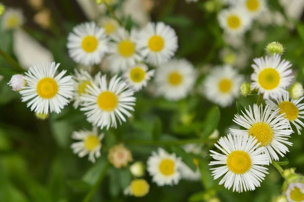 Witte bloemen en groen gras in de tuin — Stockfoto