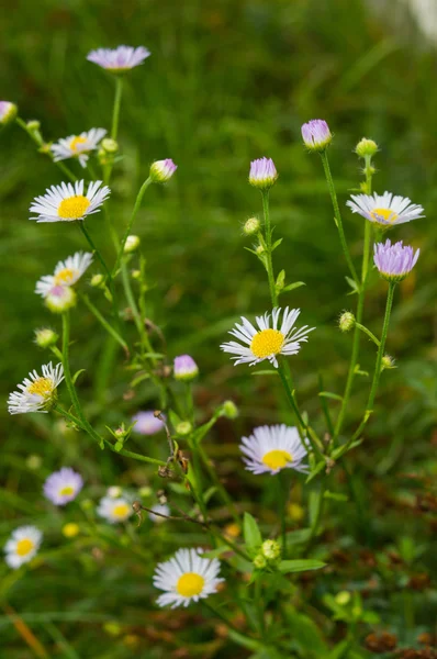 beyaz çiçek ve Bahçe yeşil çim
