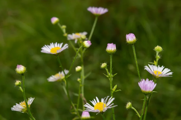 beyaz çiçek ve Bahçe yeşil çim