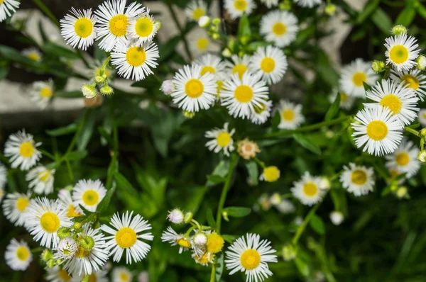 Beyaz çiçek ve Bahçe yeşil çim — Stok fotoğraf