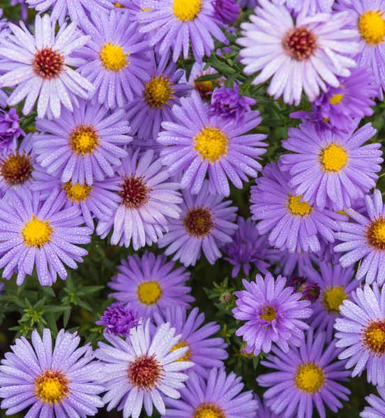 Violeta bela aster florescendo no jardim — Fotografia de Stock