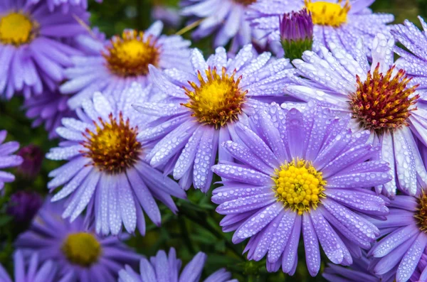 Violet mooie aster bloeien in de tuin — Stockfoto