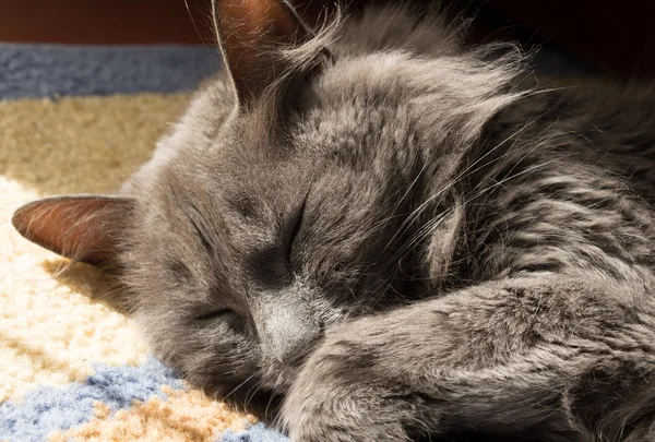 katta uyuyan güzel gri kedi