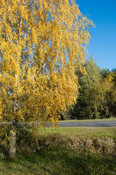 Güz de yol altın huş ağacı