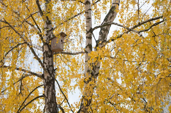 yeşil sarı yapraklar sonbaharda ile huş ağacı