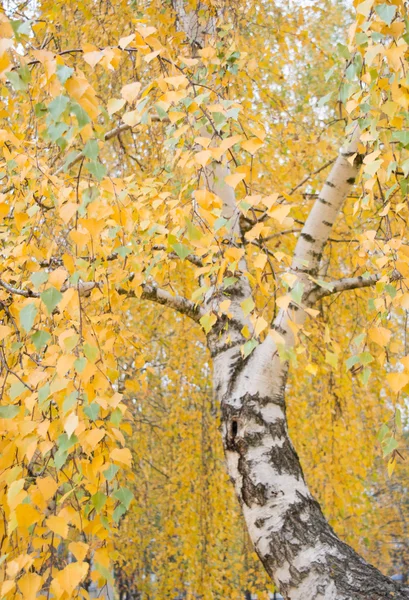 yeşil sarı yapraklar sonbaharda ile huş ağacı