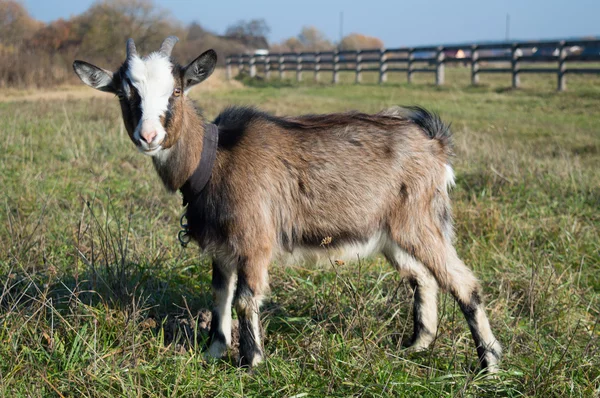 Mutlu keçi kahverengi