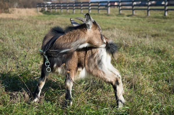 Mutlu keçi kahverengi