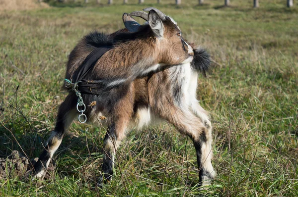 Mutlu keçi kahverengi
