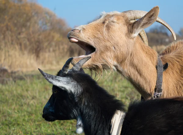 Happy Goat brown — Stock Photo, Image