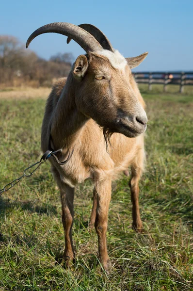 Mutlu keçi kahverengi