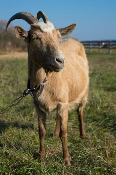 Mutlu keçi kahverengi